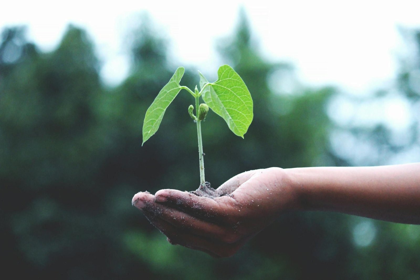 Planting Seeds 1 Planting Seeds. A young sapling held in hands symbolizes growth and sustainability.