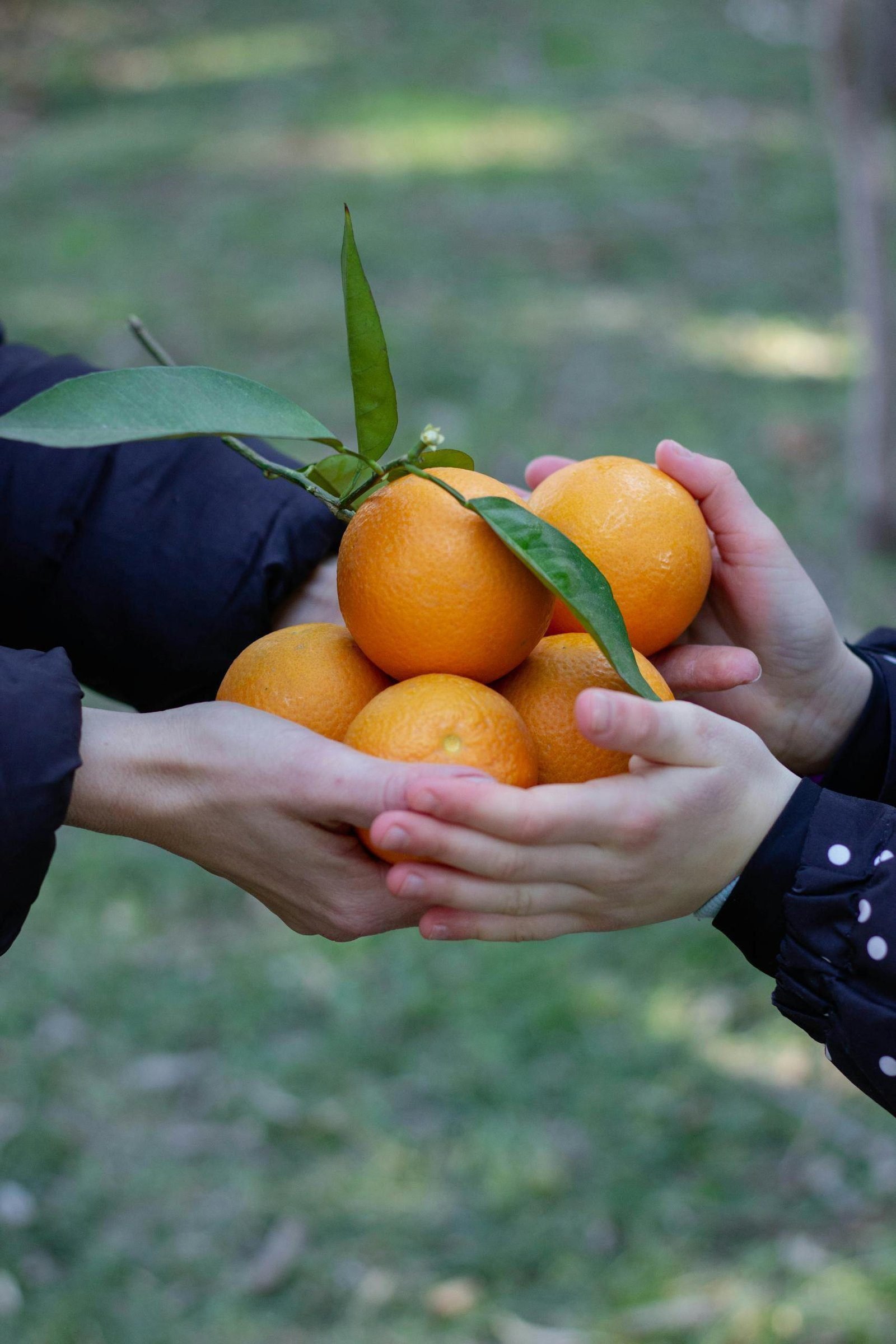Sharing the Orange 1 Two people holding vibrant oranges with leaves, symbolizing sharing and nature.