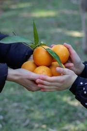 Sharing the Orange